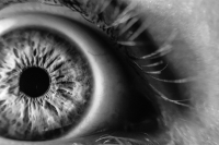 A10 oeil.jpg